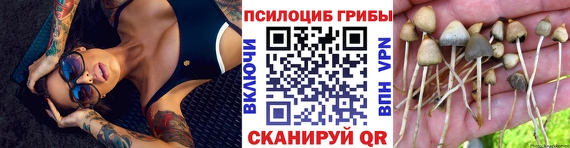 наркошоп  Венёв  Псилоцибиновые грибы Psilocybine cubensis 